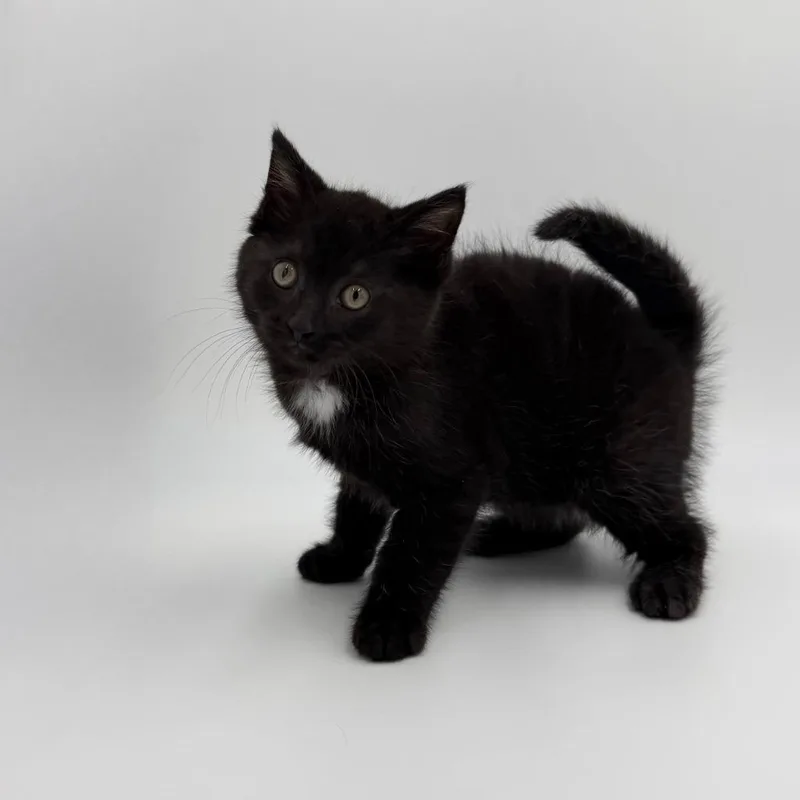 A baby medium-sized female Domestic Short Hair cat named Yogurt for adoption in State College, PA