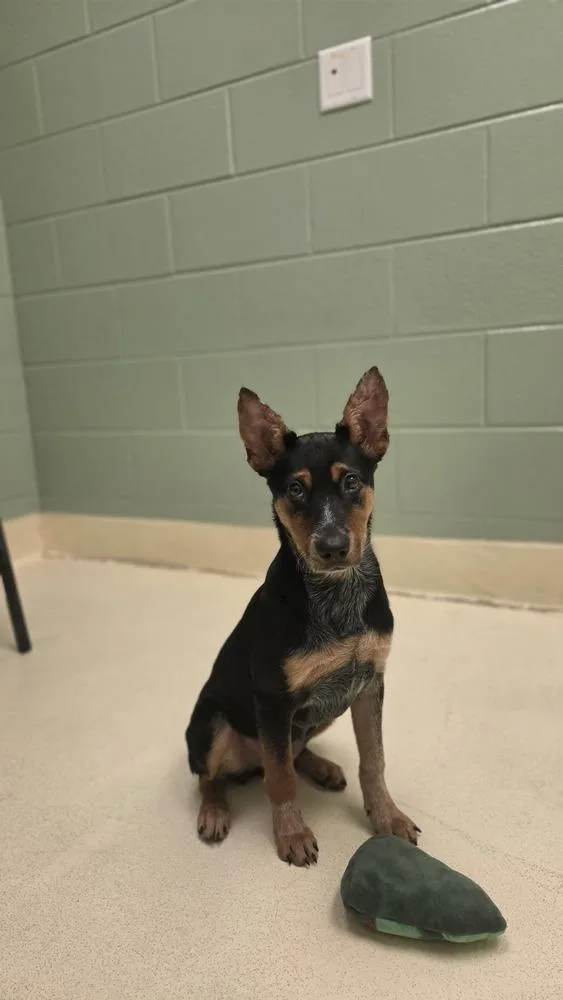 A baby small-sized female Cattle Dog dog named Leah for adoption in Kalamazoo, MI