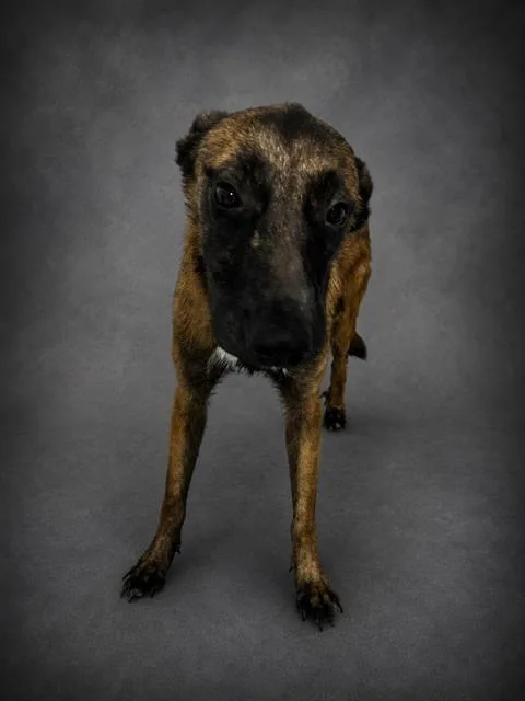 A young medium-sized male Belgian Shepherd / Malinois dog named Rory for adoption in Winter Haven, FL