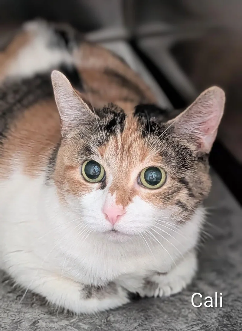 An adult medium-sized female Calico Domestic Short Hair cat named Cali for adoption in Flint, MI