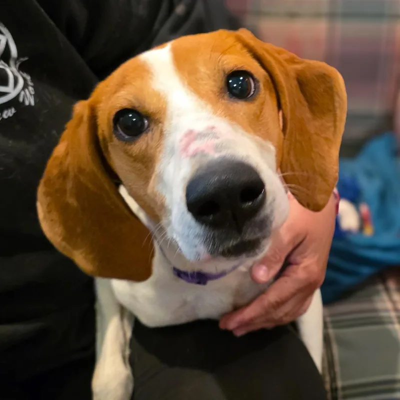 An adult medium-sized female White / Cream American Foxhound dog named Peggy for adoption in Glenfield, NY