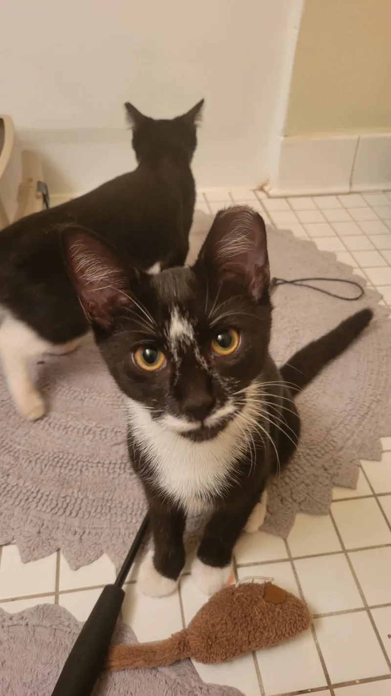A baby medium-sized male Black & White / Tuxedo Domestic Short Hair cat named Robin for adoption in Beltsville, MD