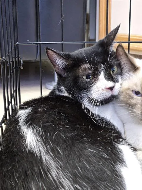 An adult small-sized female Domestic Short Hair cat named Ms. Moo Moo for adoption in Killeen, TX