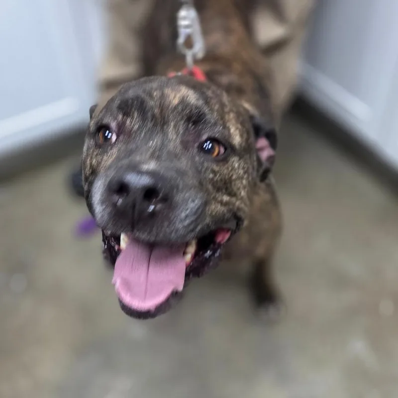 An adult large-sized male Brown / Chocolate Pit Bull Terrier dog named Brutus for adoption in Madisonville, KY