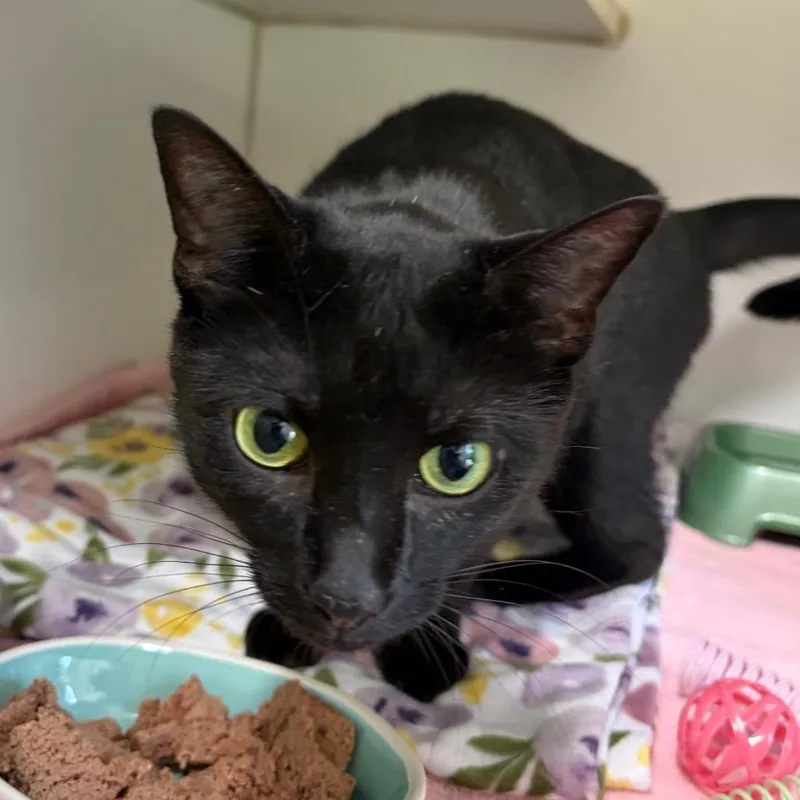 An adult medium-sized female Black Domestic Short Hair cat named Teacup for adoption in Newark, NJ