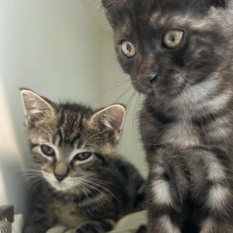 A baby small-sized male Brown / Chocolate Domestic Short Hair cat named Cinnamon for adoption in Middletown, NY