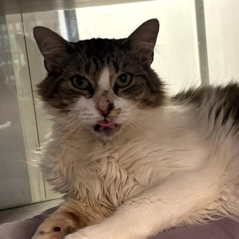 An adult medium-sized female White Domestic Long Hair cat named Nina for adoption in Walden, NY