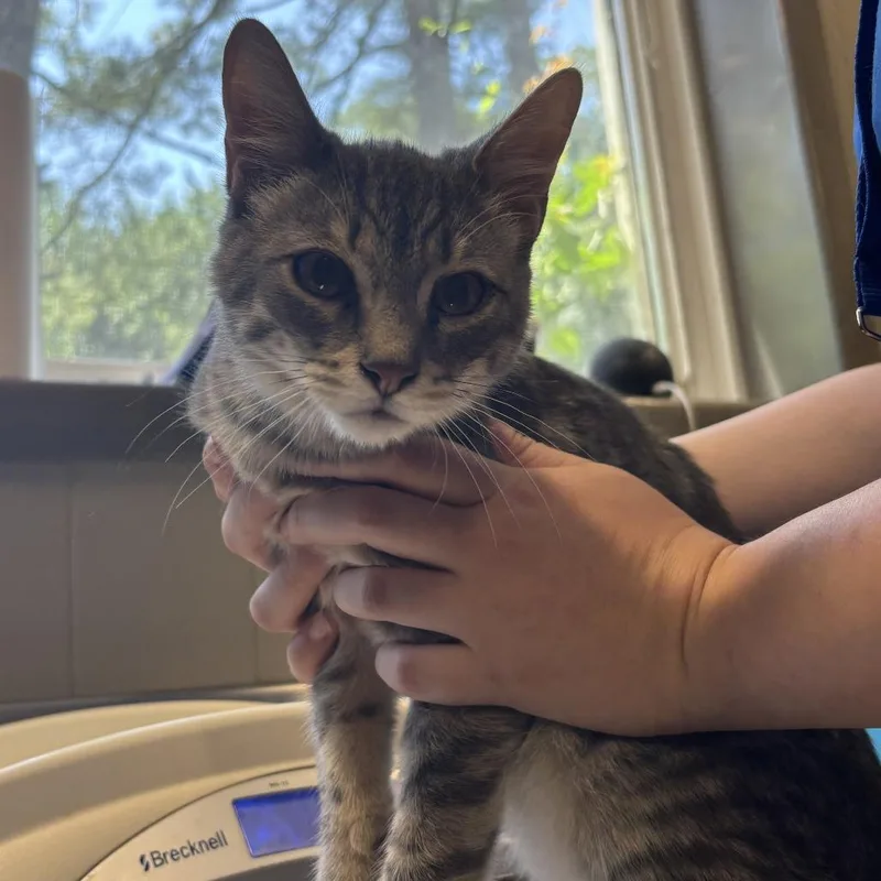 A young medium-sized male Gray / Blue / Silver Domestic Short Hair cat named Captain for adoption in Wilmington, DE