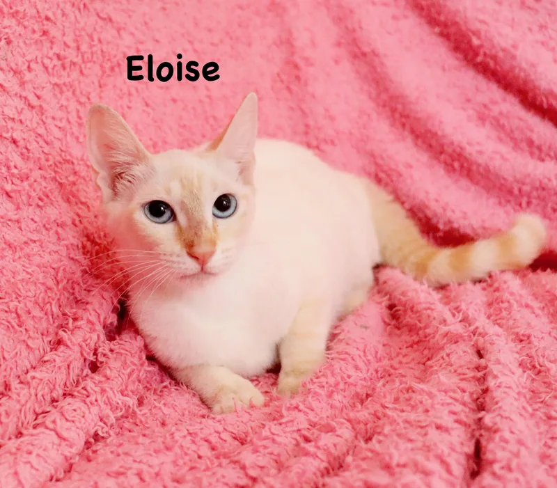 A baby medium-sized female Flame Point Siamese cat named Eloise for adoption in Saint Augustine, FL