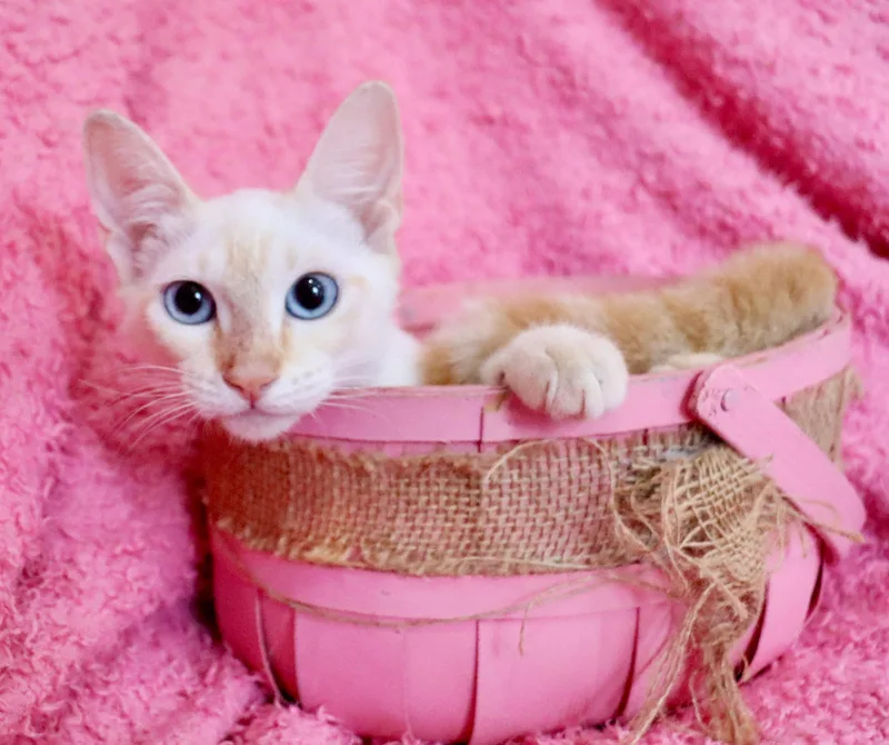 Eloise thumbnail 4