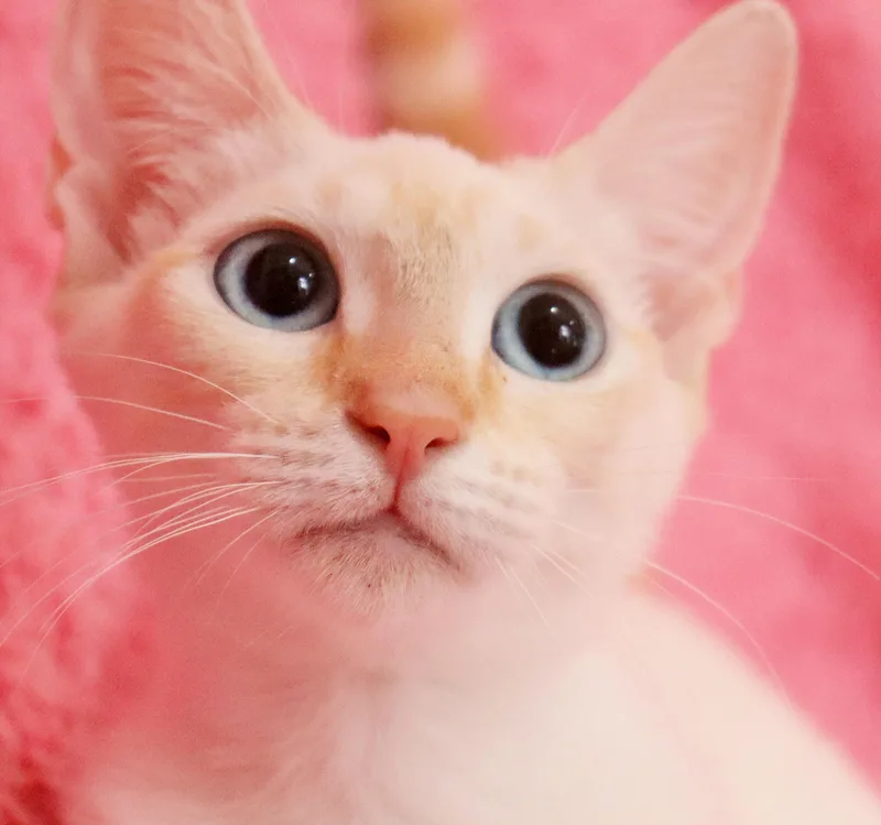 Eloise thumbnail 6