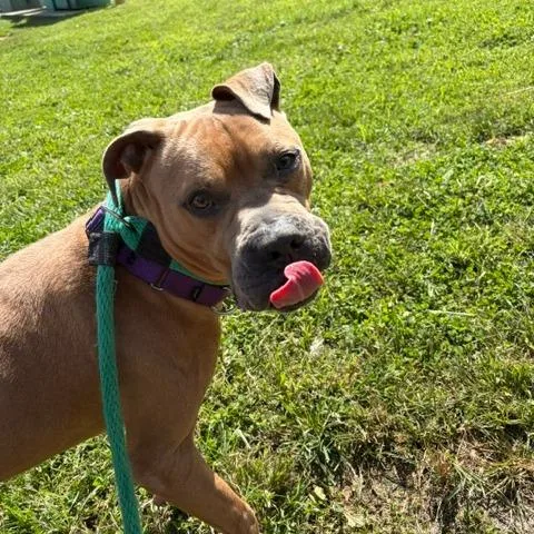 An adult medium-sized male American Bully dog named Big Red for adoption in Newfoundland, NJ
