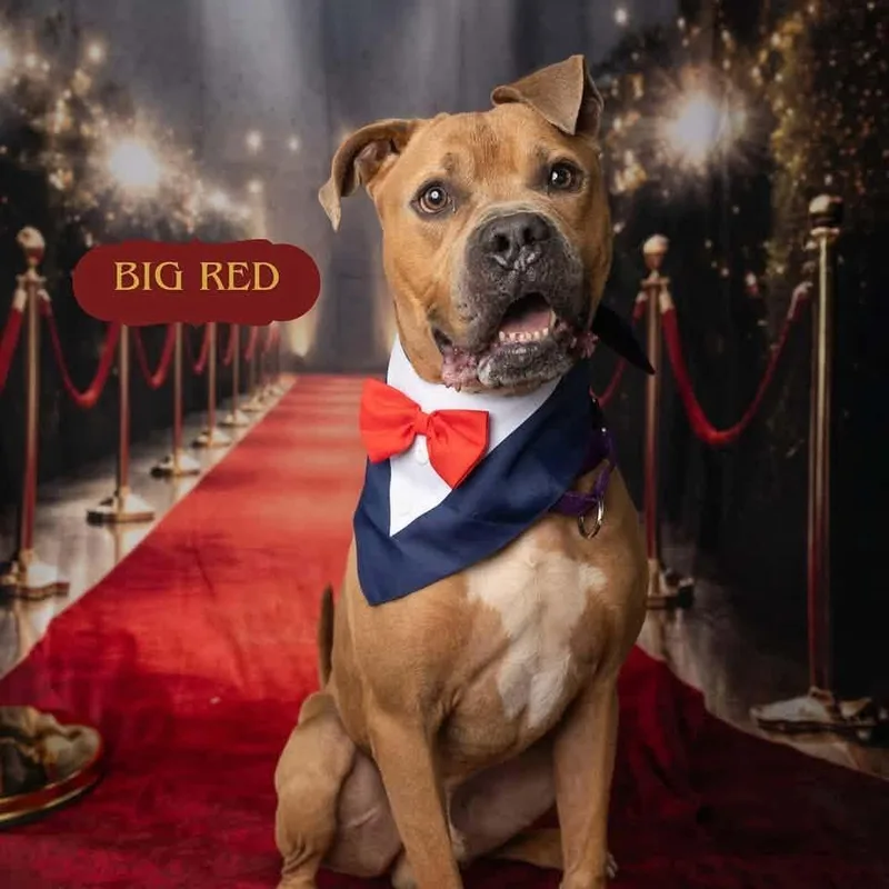 Big Red thumbnail 3