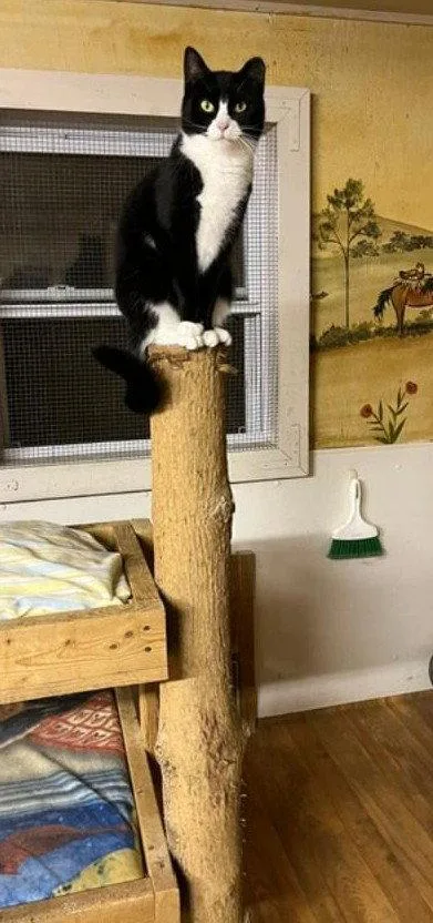 An adult medium-sized female Tuxedo cat named Ellie for adoption in Trexlertown, PA