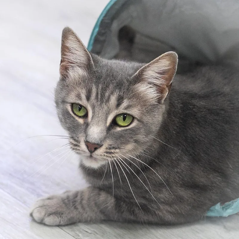 An adult medium-sized female Gray / Blue / Silver Domestic Short Hair cat named Azalea for adoption in Ponte Vedra, FL