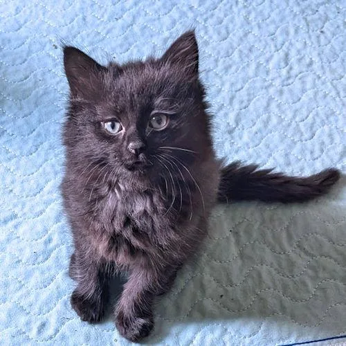 A baby medium-sized female Black Domestic Medium Hair cat named Tiramisu for adoption in Rutherfordton, NC