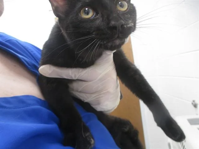 A young small-sized female Domestic Short Hair cat named A for adoption in Ocala, FL