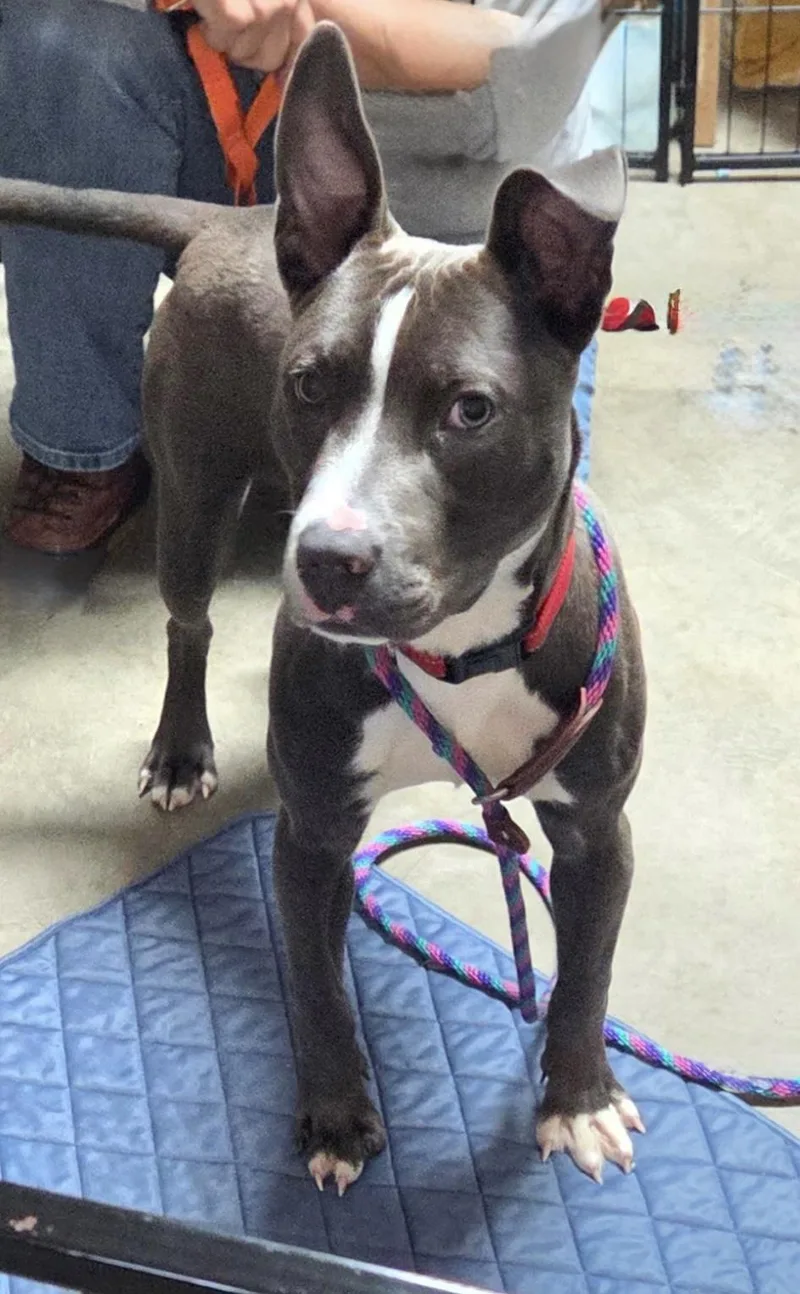 A young medium-sized male Gray / Blue / Silver Pit Bull Terrier dog named Opie for adoption in Ellicott City, MD