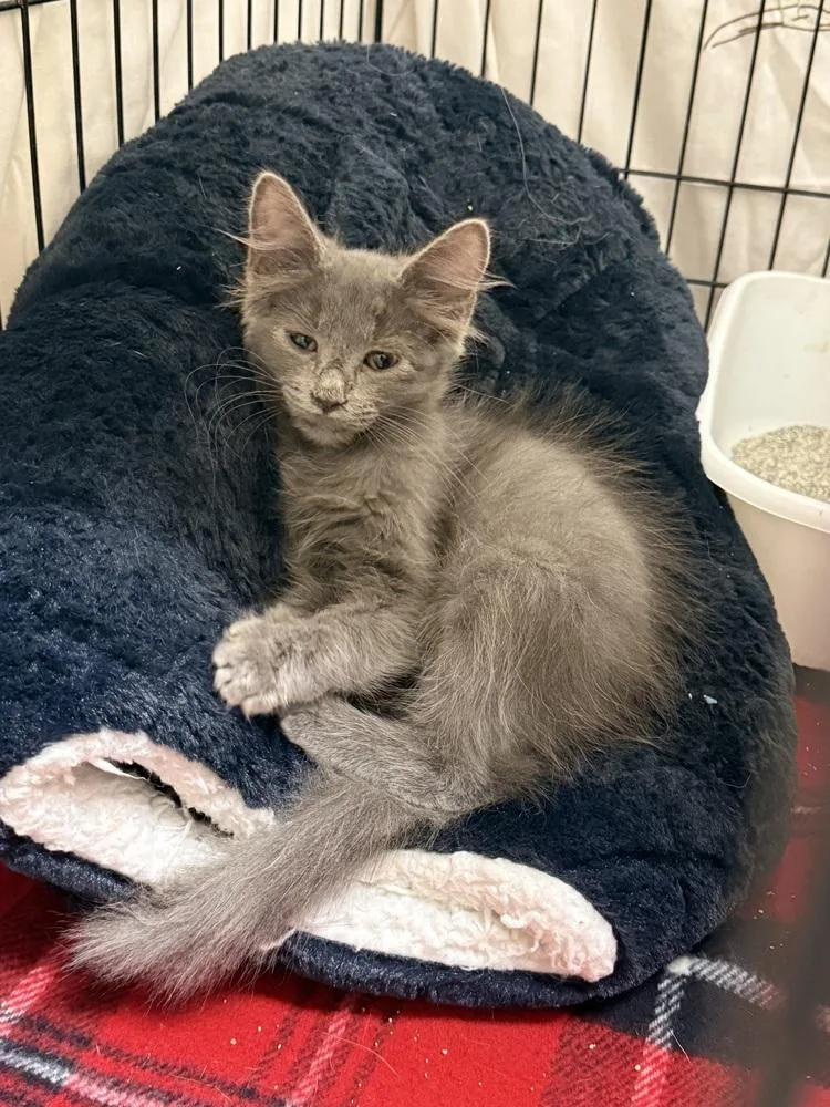 A baby small-sized male Gray / Blue / Silver Domestic Long Hair cat named Finn for adoption in Fremont, NE