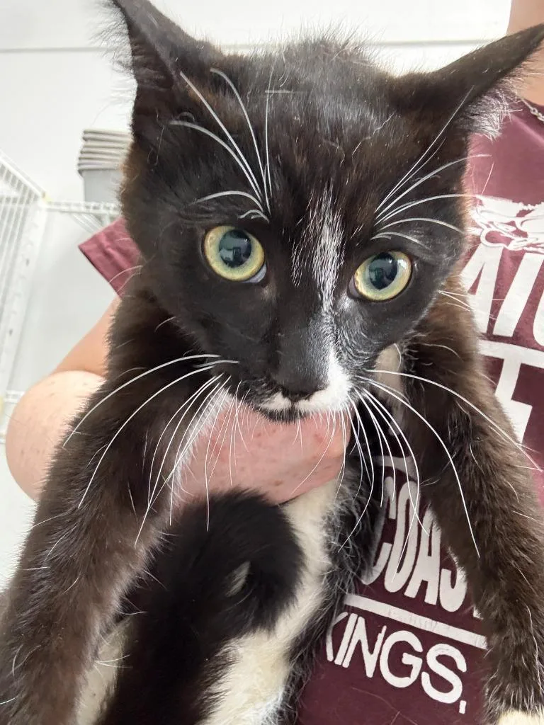 A baby small-sized male Domestic Short Hair cat named Dagger for adoption in Brookings, OR