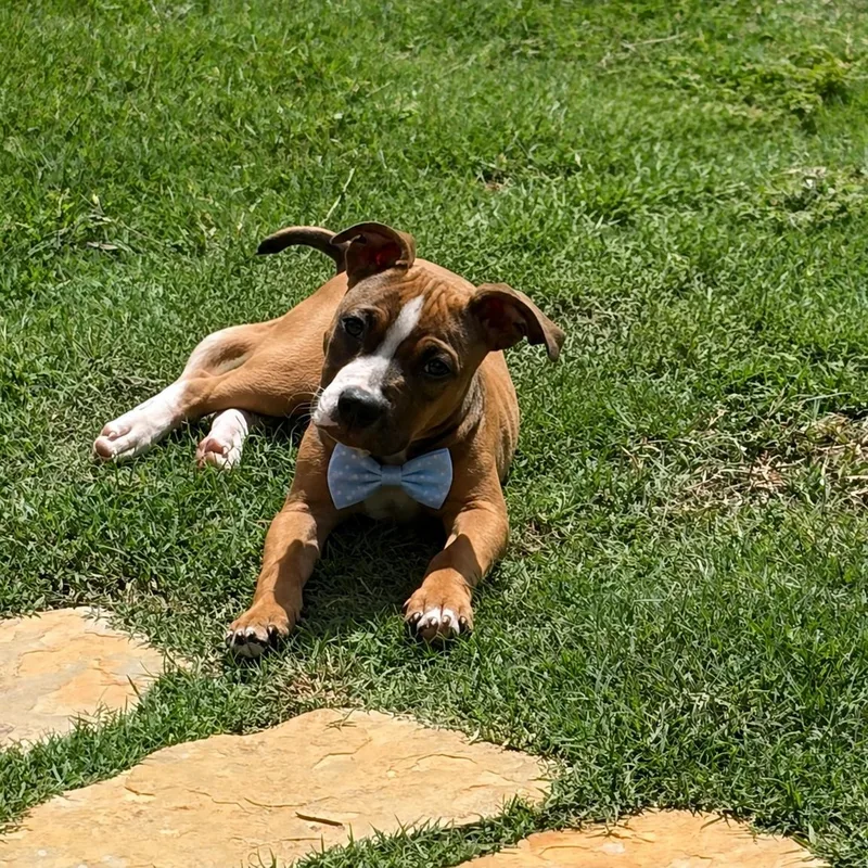 A baby medium-sized male Brown / Chocolate American Bully dog named Louis for adoption in Mansfield, TX