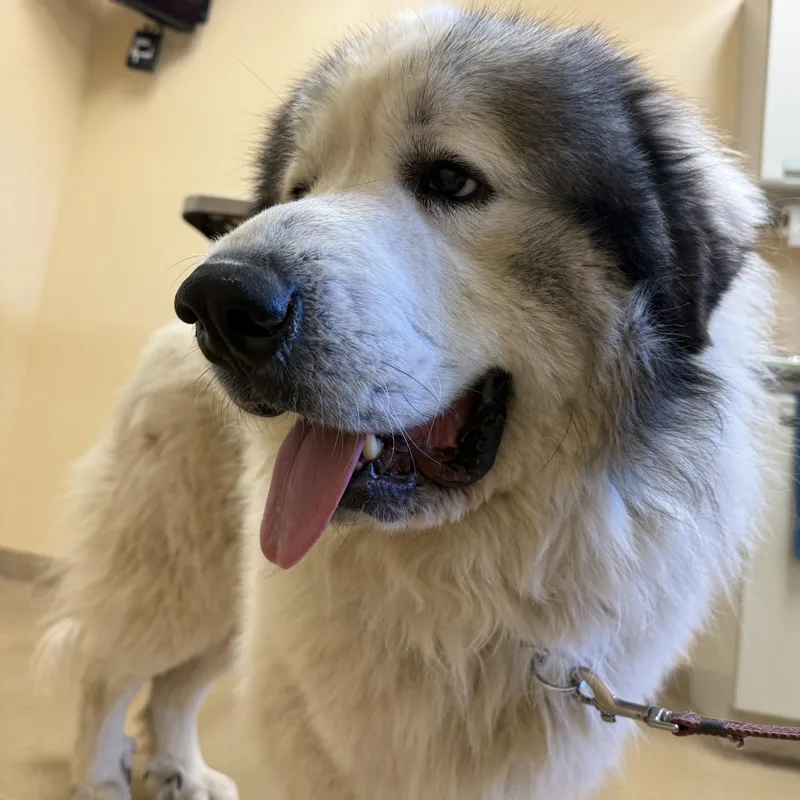 A young extra large-sized male White / Cream Great Pyrenees dog named Magnus Bainbridge Pa for adoption in Alvin, TX