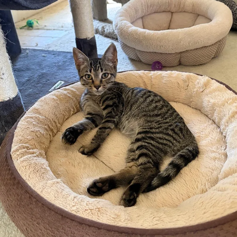 A baby medium-sized male Gray / Blue / Silver Domestic Short Hair cat named Chase for adoption in Winston Salem, NC