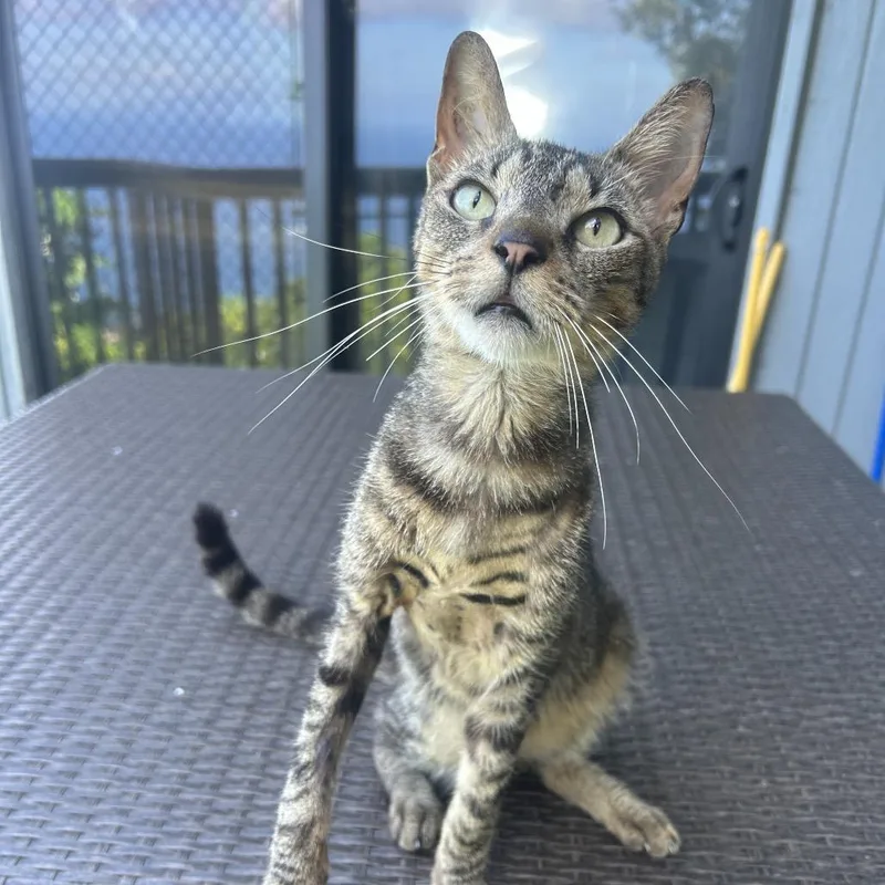 An adult large-sized male Domestic Short Hair cat named Hubbard for adoption in Cumming, GA