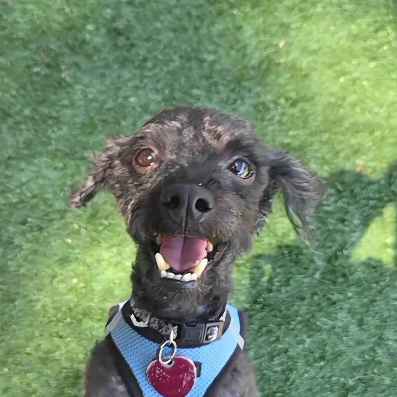 Puppy