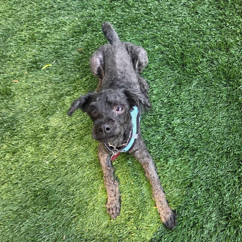 Puppy thumbnail 3