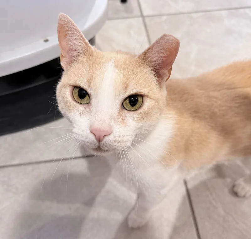 An adult medium-sized female Buff & White American Shorthair cat named Graciella for adoption in Philadelphia, PA