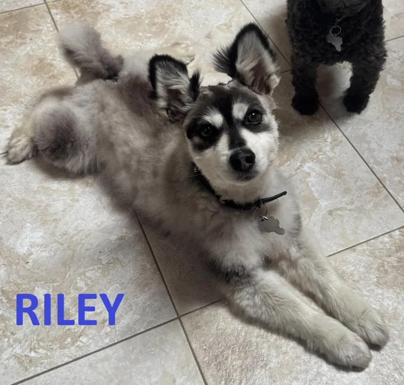 An adult small-sized male Pomeranian dog named Riley for adoption in Owatonna, MN