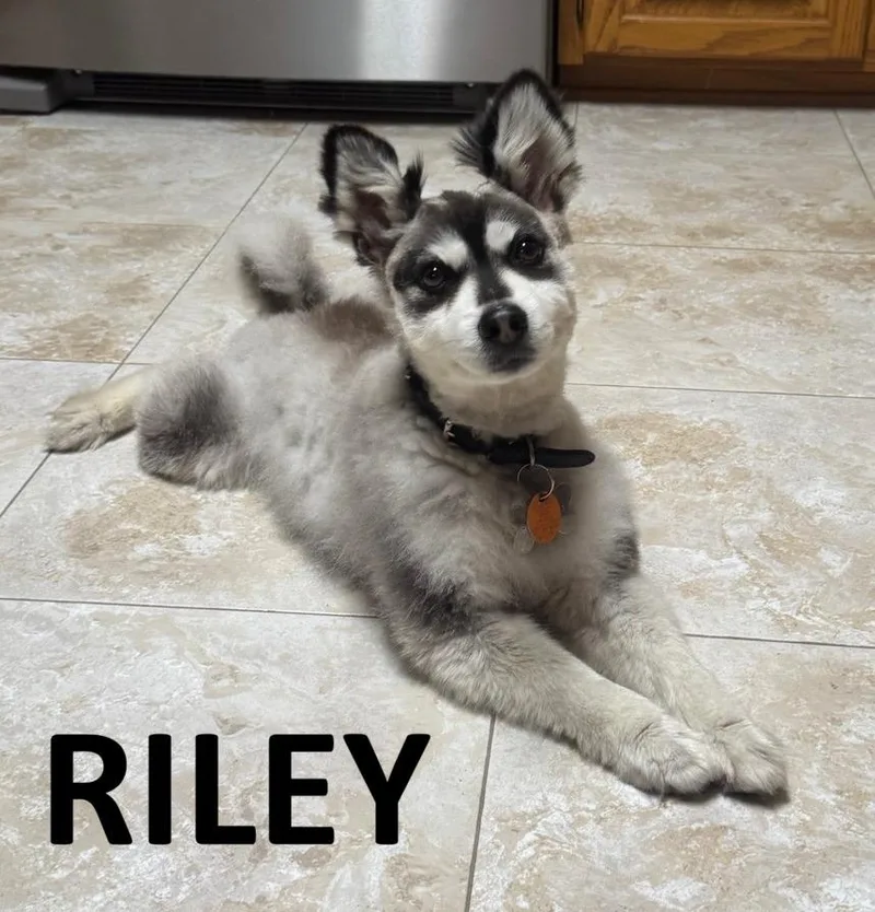 Riley thumbnail 2