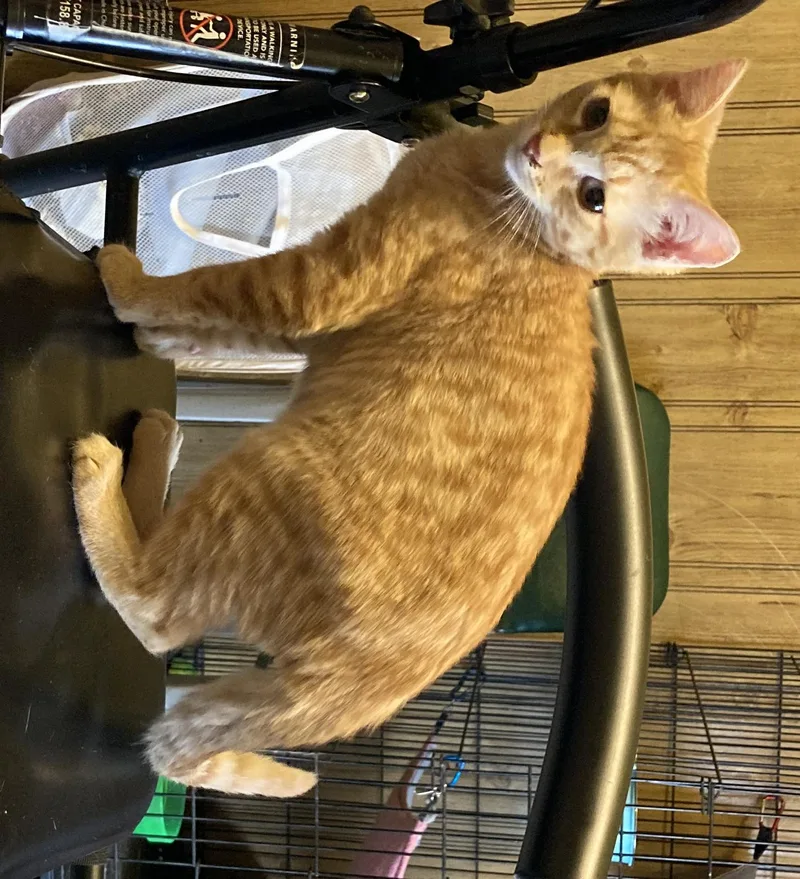 A young medium-sized male Orange / Red Domestic Short Hair cat named Ash for adoption in Trexlertown, PA