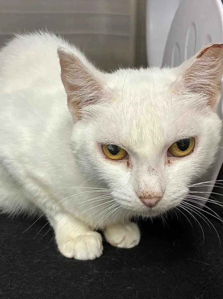 A young small-sized female Domestic Short Hair cat named Opaline for adoption in Hartsville, SC