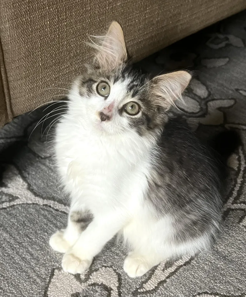 A baby large-sized male Domestic Medium Hair cat named Renegade for adoption in Anderson, SC