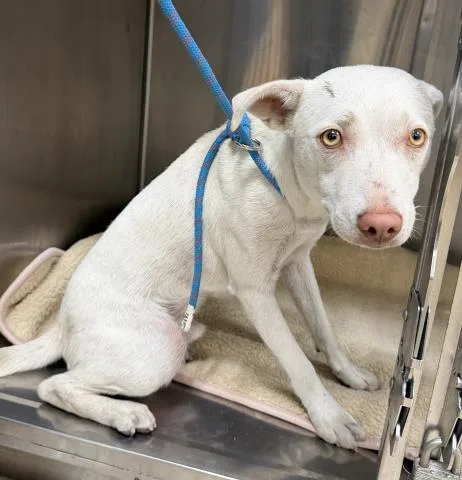 An adult medium-sized male Catahoula Leopard Dog dog named Aspen for adoption in San Pedro, CA