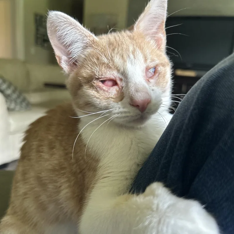 A baby small-sized male Orange / Red Domestic Short Hair cat named Phoenix for adoption in Huntsville, AL