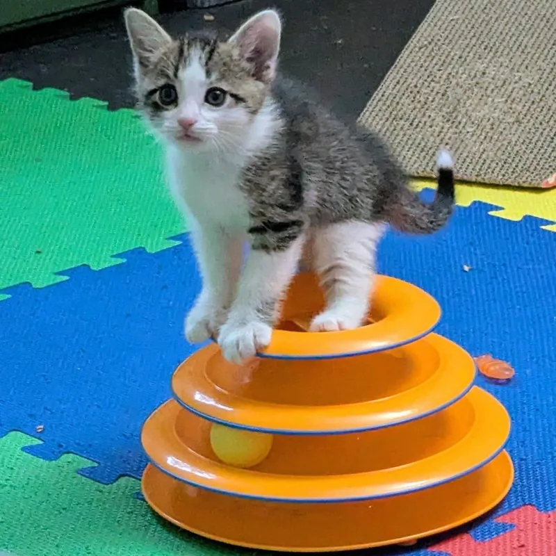 A baby small-sized male Domestic Short Hair cat named Collin for adoption in Cumming, GA
