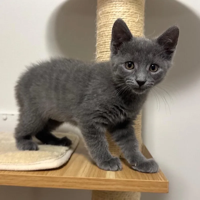 A baby small-sized female Gray / Blue / Silver Domestic Short Hair cat named Lavender for adoption in Goshen, IN