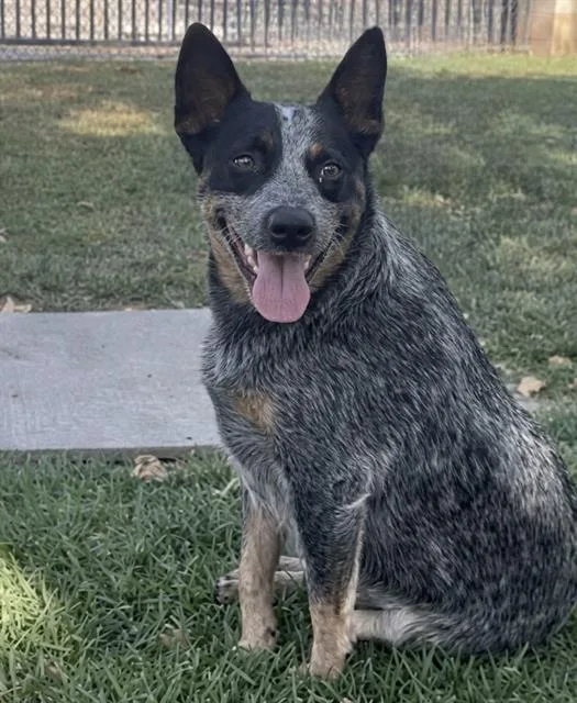 An adult small-sized female Australian Cattle Dog / Blue Heeler dog named Macy for adoption in Riverside, CA