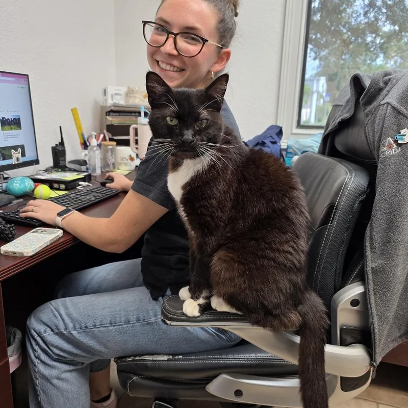 An adult medium-sized female Black Domestic Short Hair cat named Sunny for adoption in Lakeland, FL