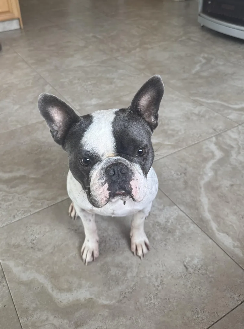 A young small-sized male French Bulldog dog named Beau for adoption in Lake Worth, FL