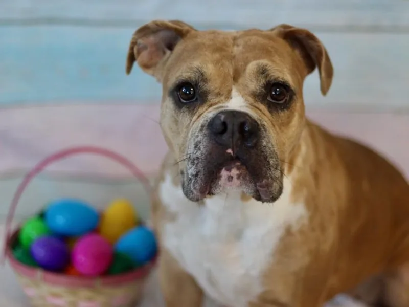 An adult medium-sized female American Bulldog dog named Angel for adoption in Los Angeles, CA