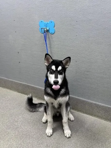 A young medium-sized male Siberian Husky dog named Racoon for adoption in Las Vegas, NV