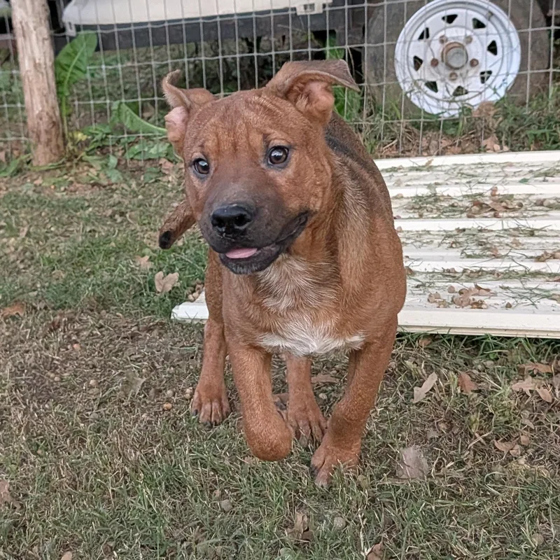 A baby medium-sized female Brown / Chocolate Terrier dog named Timber for adoption in Tishomingo, OK