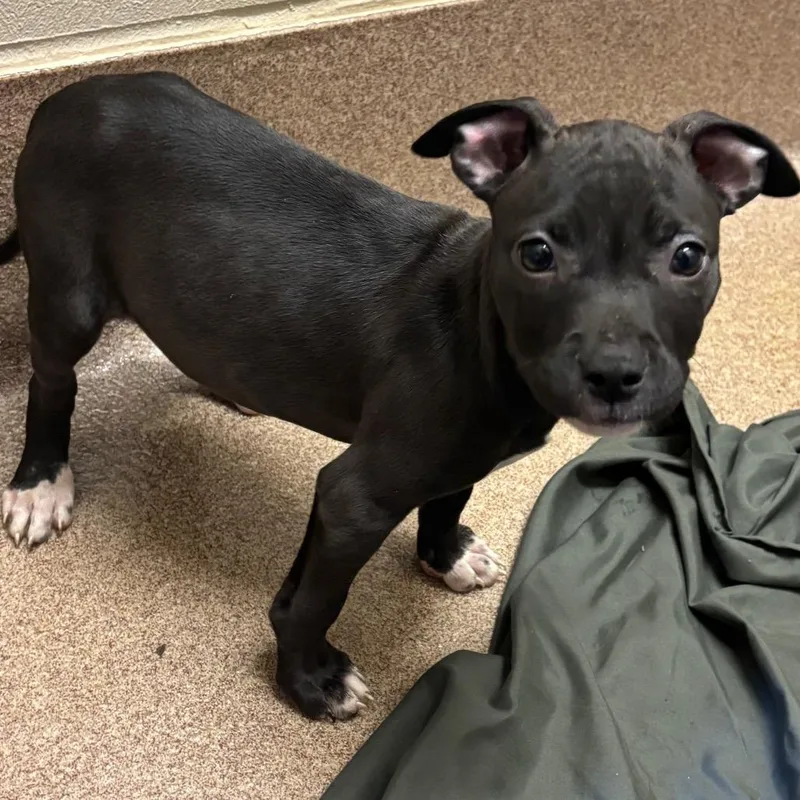 A baby small-sized female Black Boston Terrier dog named Maybelle for adoption in Hinesville, GA