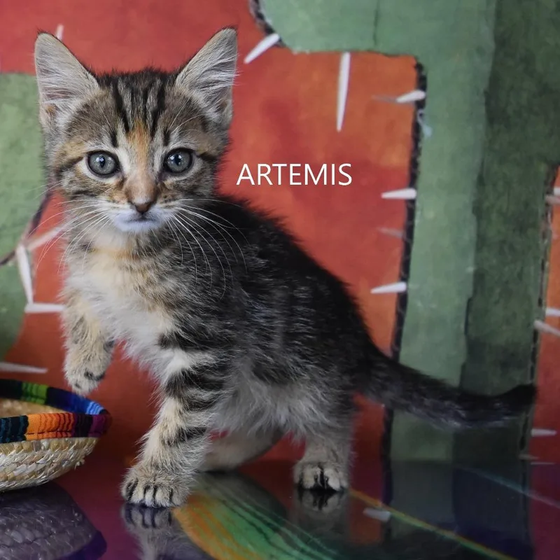 A baby small-sized female Buff / Tan / Fawn Domestic Short Hair cat named Artemis for adoption in Yuma, AZ