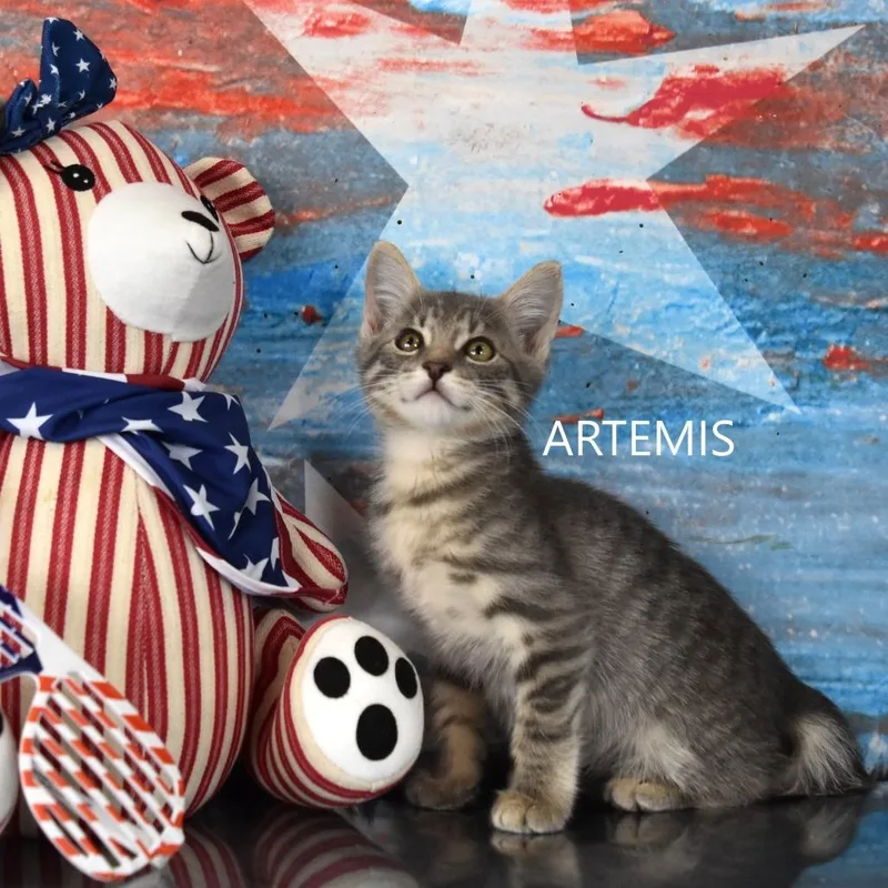 Artemis thumbnail 2