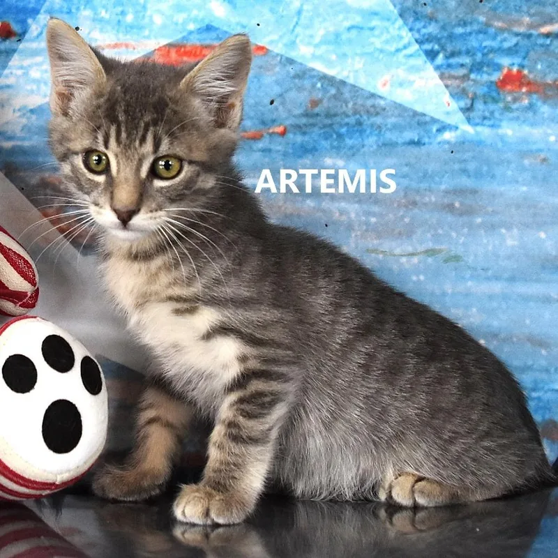 Artemis thumbnail 3
